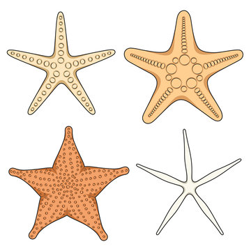 Set of graphic color images of starfish. Isolated vector objects on white background.