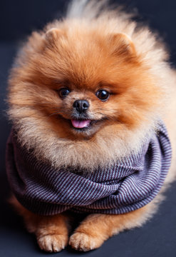 Pomeranian dog in scarf on dark background. Portrait of a dog in a low key.