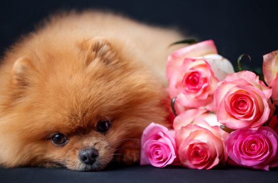 Pomeranian dog with purple roses on dark background. Portrait of a dog in a low key. Dog with flowers