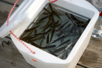 Small minnows swimming in a polystyrene box