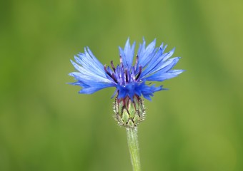 Cornflower (Centaurea cyanus) known as bachelor's button