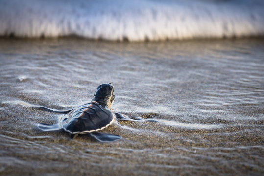 Young green turtle crawling on sand, Indonesia, Java