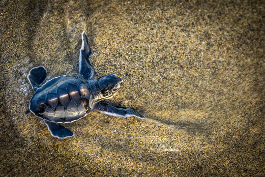 Young green turtle crawling on sand, Indonesia, Java