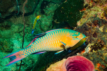 Fish on a reef