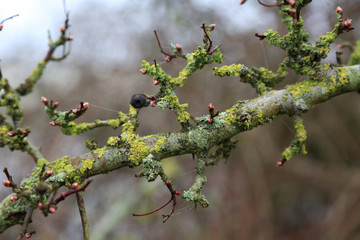dornenstrauch mit flechten im herbst