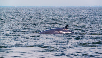 Fototapeta premium Big Bryde's Whale, Eden's whales living in the gulf of Thailand.