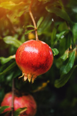 Ripe pomegranate fruit on the tree branch