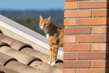 Young cat posing for the photograph on the house roof