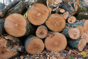 freshly felled trees that can be used as firewood © rtype