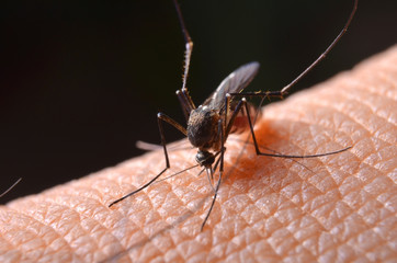 Macro of virulent mosquitoes on human skin.
