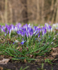 Krokusblüten auf Wiese