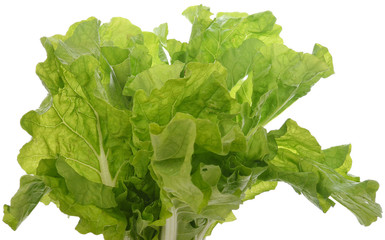Fresh lettuce leaves isolated on white background
