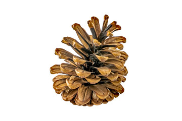 Pine cone isolated on a white background. A mature female pine cone