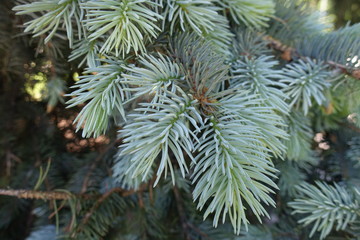 Naklejka na ściany i meble Blue green leafage of Picea pungens tree