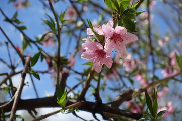 Close up of pink peach bloom in spring