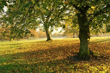 An image of a colourful Autumn landscape.