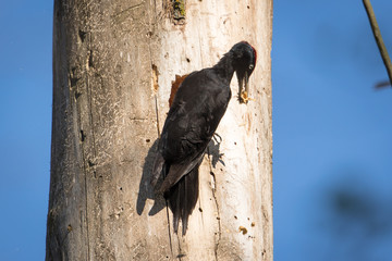 Black Woodpecker working on nesting chamber
