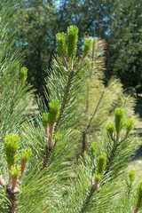 Fresh foliage on branches of pine tree