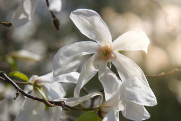 Obraz premium White magniolia blooming . Magnolia kobus. Mokryeon, Kobus magnolia, Kobushi magnolia Spring flower