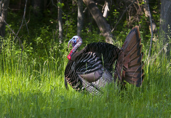 Eastern Wild Tom Turkey (Meleagris gallopavo) strutting with tail feathers in fan through a grassy meadow in Canada  © Jim Cumming