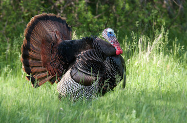 Wild Turkey male strutting © Jim Cumming