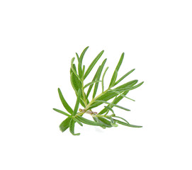 rosemary on white background