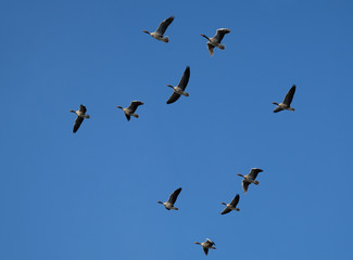 Flock of geese in flight.