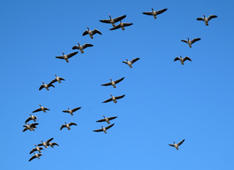 Flock of Geese in flight.