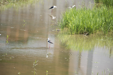 Natural ecology of birds