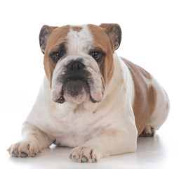 dog with funny expression