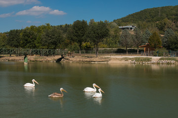 Pellicani nel fiume Tevere