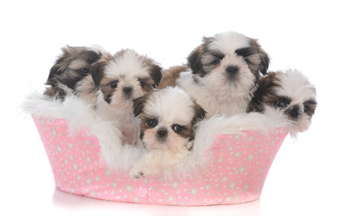litter of shih tzu puppies in a dog bed