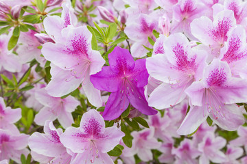 Pink Azalea Blooms