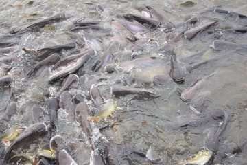 fishes crowd In the pond