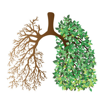 Human Lungs. Respiratory System. Healthy Lungs. Light In The Form Of A Tree. Line Art. Drawing By Hand. Medicine.