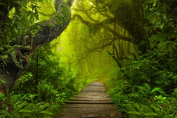 Fotobehang Bos Aziatische regenwoudjungle