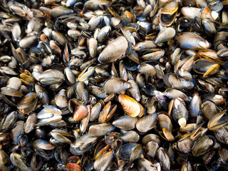 Miesmuscheln an der Küste auf Insel Rügen in Deutschland