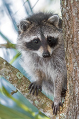 Racoon