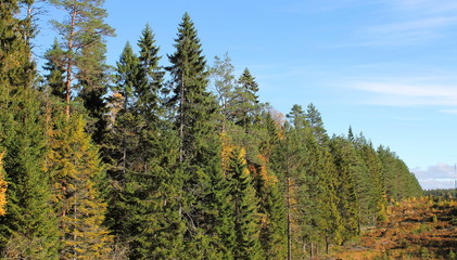 The Edges of the Bergslagen Forest,Sweden