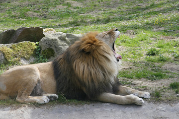 Berberlöwe, Atlaslöwe oder Nubischer Löwe, Panthera leo leo