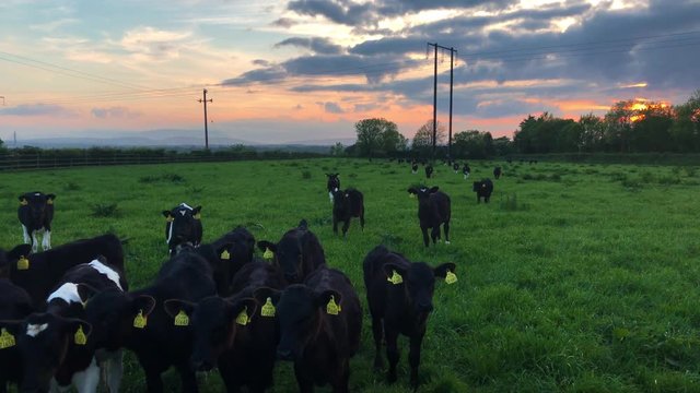 Herd of Cattle approach camera in beautiful Ireland Sunrise