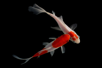Naklejka premium Koi fish