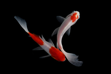 Naklejka premium Koi fish