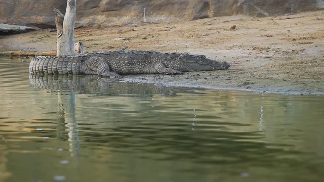 Wild Crocodile Sunning in a Sri Lankan National Park. Video 1080p