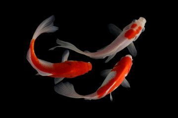 Koi fish