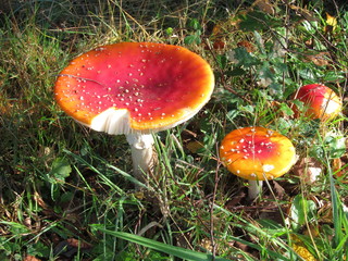 Mushroom Mushroom
