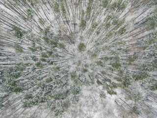 Aerial view over the snowy pine tree forrest in the valley. Winter season with cloudy sky.