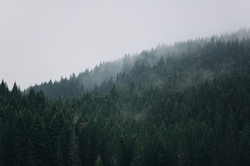 Misty pine forest on the mountains near crno lake