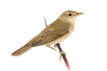 Marsh Warbler (Acrocephalus palustris).