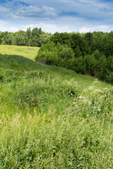 Obraz premium Acrocephalus palustris. Nest Habitat of Marsh Warbler. Landscape.